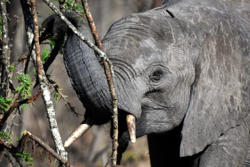 2016 11 Krueger National Park 050 elephant breaking branches