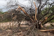 2016 11 Krueger National Park 051 elephant damage