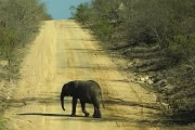 2016 11 Krueger National Park 052 young elephant on the dirt road