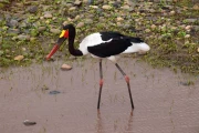 2016 11 Krueger National Park 053 saddle bill stork