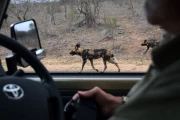 2016 11 Krueger National Park 054 african wild dogs very close