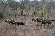 2016 11 Krueger National Park 055 african wild dogs are escorting our car
