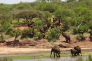 2016 11 Krueger National Park 056 herd of elephants in the Sabie River