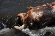 2016 11 Krueger National Park 057 dead hippo