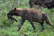 2016 11 Krueger National Park 058 spoted hyena with her prey