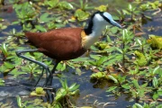 2016 11 Krueger National Park 059 water bird Jacana