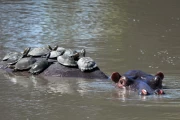 2016 11 Krueger National Park 061 turtles having their sunbath on a hippo back
