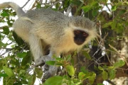 2016 11 Krueger National Park 062 vervet monkey