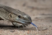 2016 11 Krueger National Park 063 lizard with blue tongue