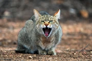 2016 11 Krueger National Park 064 African Wild Cat on the hunt