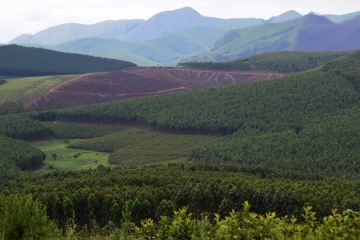 2016 12 South Africa Swaziland 011 forestry