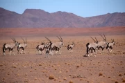 2017 04 Namibia 005 Oryx in the desert