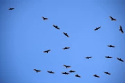 2018 02 Mexico Baja California 004 swarm turkey vulture