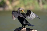 2018 03 Mexiko Baja California Oasis San Ignacio 015