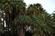 2018 03 Mexiko Baja California Oasis San Ignacio 025