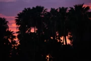 2018 03 Mexiko Baja California Oasis San Ignacio 030