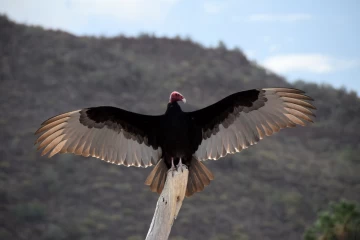2018 03 Mexico Baja California 008 turkey vulture