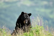 2018 07 USA Alaska 012 black bear