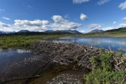 2018 07 USA Alaska 020 beaver dam