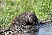 2018 07 USA Alaska 023 beaver