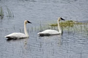 2018 07 USA Alaska 049 trumpeter swan