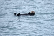 2018 07 USA Alaska 051 sea otter