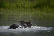 2018 07 USA Alaska 065 grizzly bear
