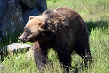 2018 08 USA Alaska 033 grizzly