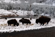 2018 10 USA Yellowstone National Park 50