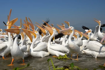 2019 01 Mexiko 009 weisse pelikane