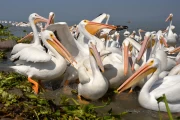 2019 01 Mexico 007 white pelicans
