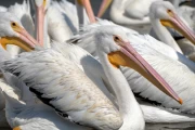 2019 01 Mexico 010 white pelicans