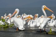 2019 01 Mexico 011 white pelicans