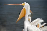 2019 01 Mexico 012 hungy pelican