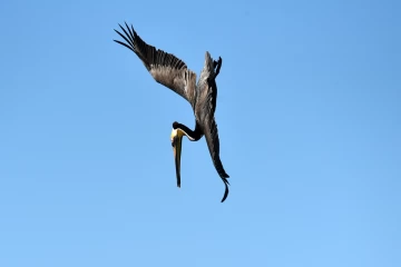 www.waypoints.ch 2019 04 Mexico 77 brown pelican