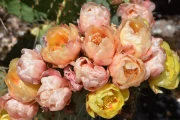 2019 06 USA 14 cactus blossoms