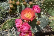 2019 06 USA 15 cactus blossoms