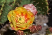 2019 06 USA 16 cactus blossoms