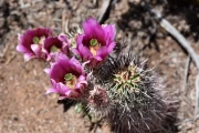 2019 06 USA 17 cactus blossoms