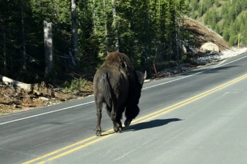 2019 07 USA 021 bison