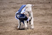 2019 09 USA 27 mutton busting