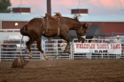 2019 09 USA 38 rodeo