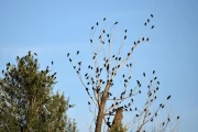 2019 09 USA 53 swarm of birds