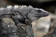 2020 01 waypoints Mexico 80 iguana