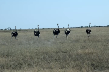 05.2015 Botswana 040