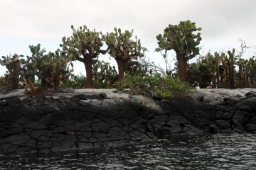 11.2009 Ecuador Galapagos Inseln 53