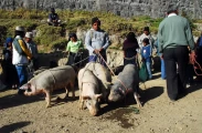10.2009 Ecuador Otavalo Markt 02