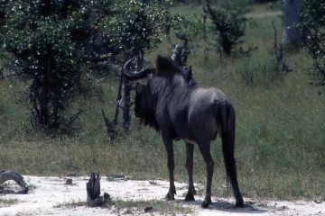 03.1999 Botswana 005 03.1999 Botswana 005
