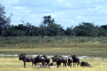 03.1999 Botswana 006 03.1999 Botswana 006