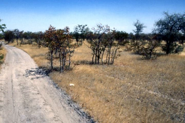 03.1999 Botswana 015 03.1999 Botswana 015